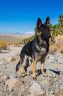 German Shepherd-Coachella Valley-California Art Print